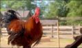 dr dolittle 3-avi_463.jpg